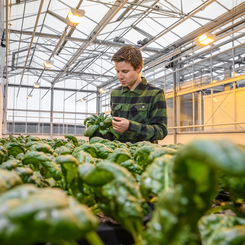Breeding Hybrid Spinach in Greenhouse